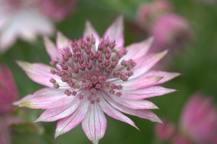 Astrantia - photos