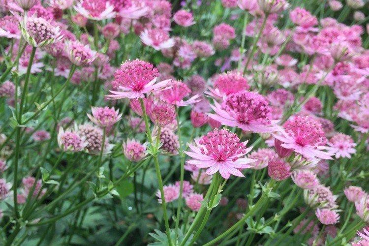 Astrantia - photos