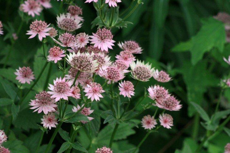 Astrantia - photos
