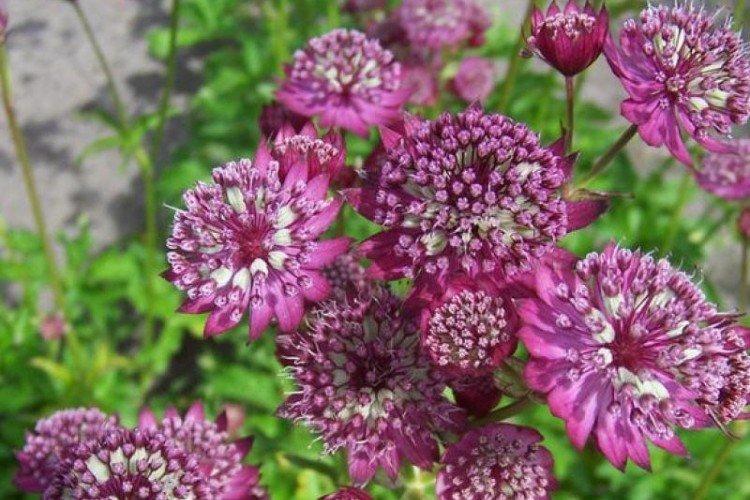 Carniole Astrantia