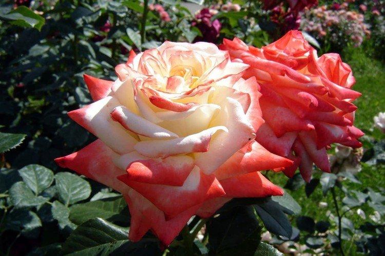 informations générales