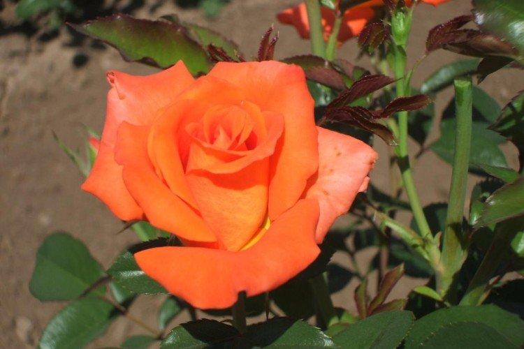 Roses de thé hybrides - photo