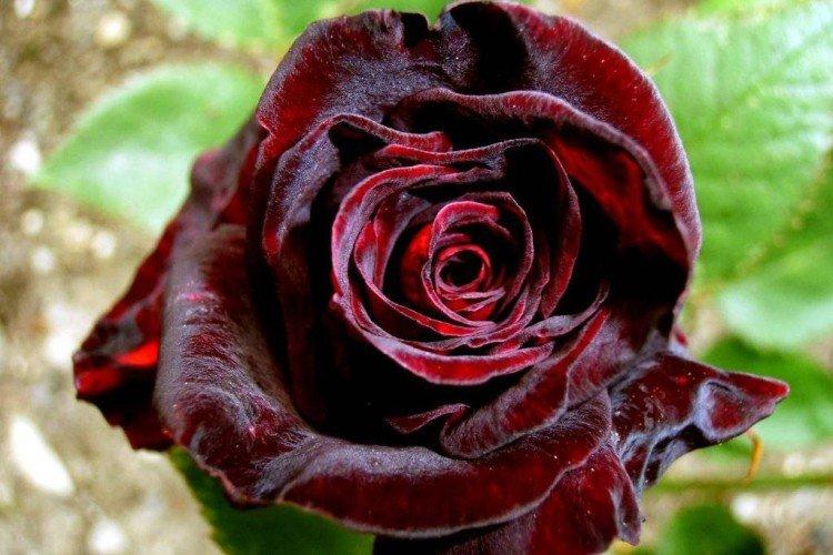 Roses de thé hybrides - photo