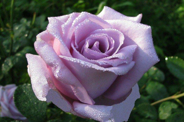 Roses de thé hybrides - photo