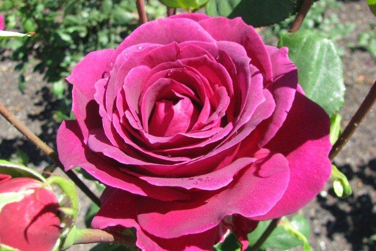 Roses de thé hybrides - photo