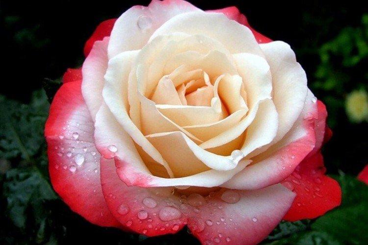 Roses de thé hybrides - photo