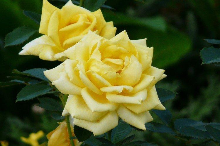 Roses de thé hybrides - photo