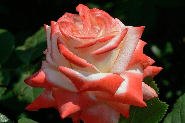 Roses de thé hybrides - photo