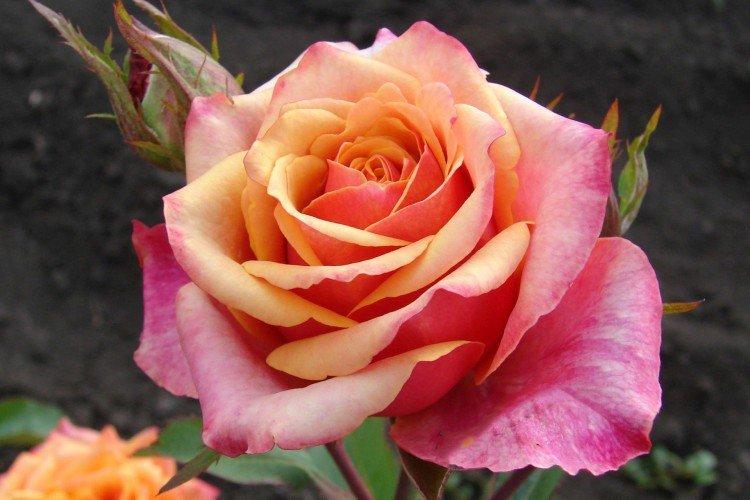 Roses de thé hybrides - photo