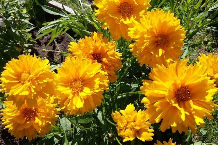 Coréopsis à grandes fleurs