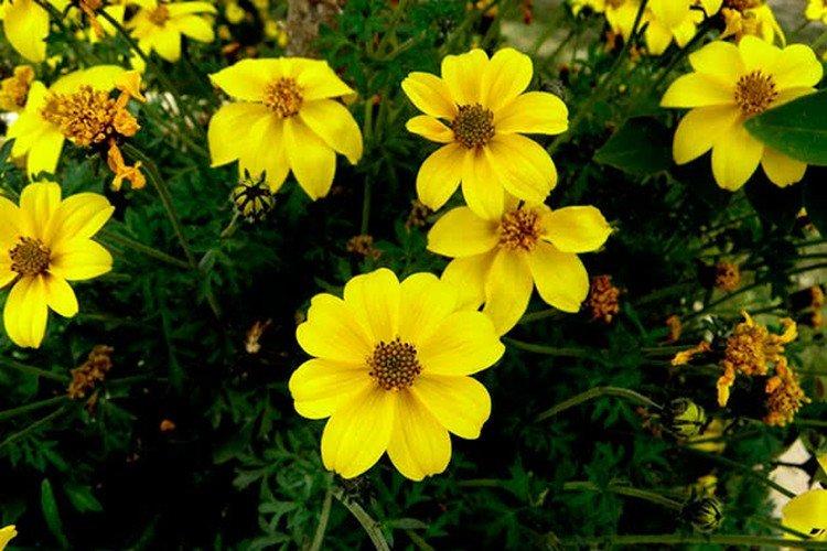 Coréopsis à feuilles de férulele