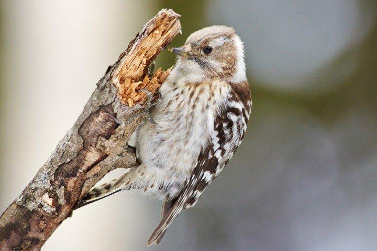 Pic - photo d'oiseau