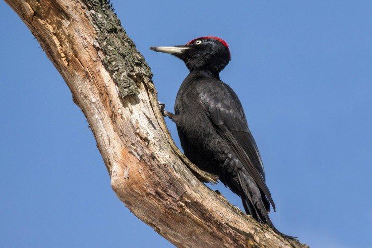 Pic - photo d'oiseau