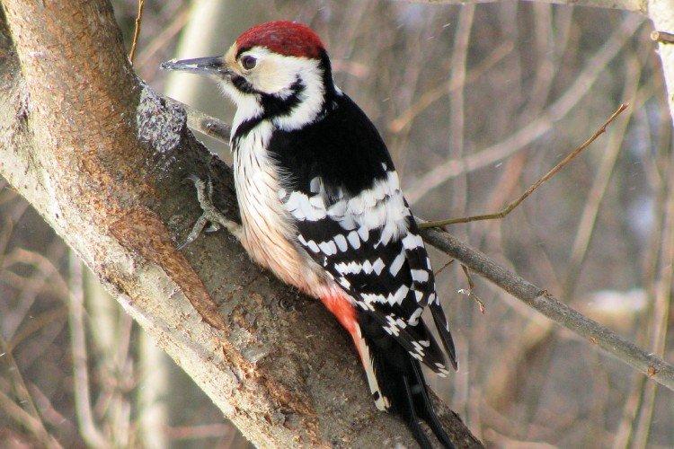 Pic - photo d'oiseau