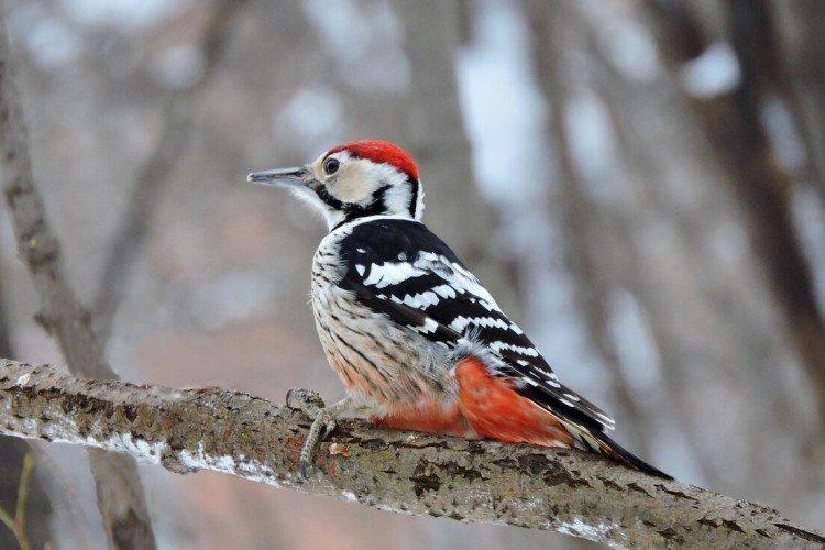 Pic - photo d'oiseau