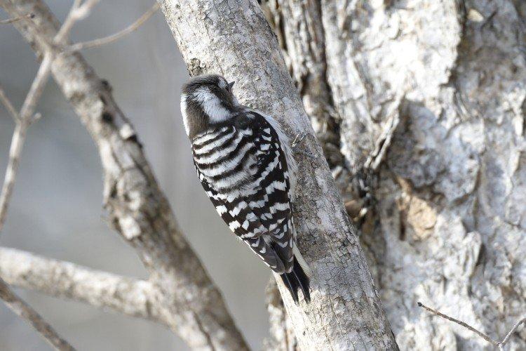 Pic - photo d'oiseau