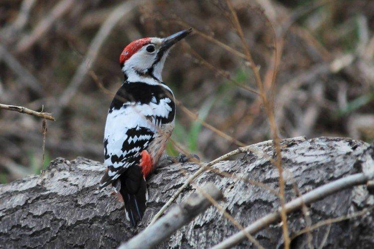 Pic - photo d'oiseau