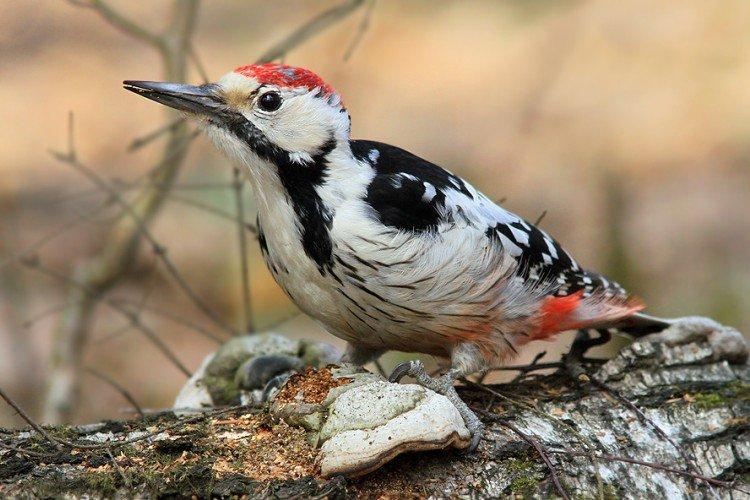 Pic - photo d'oiseau