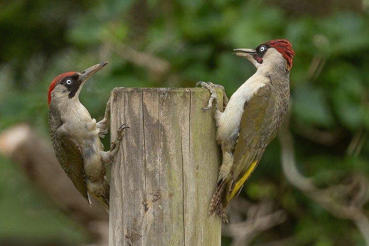 Pic - photo d'oiseau