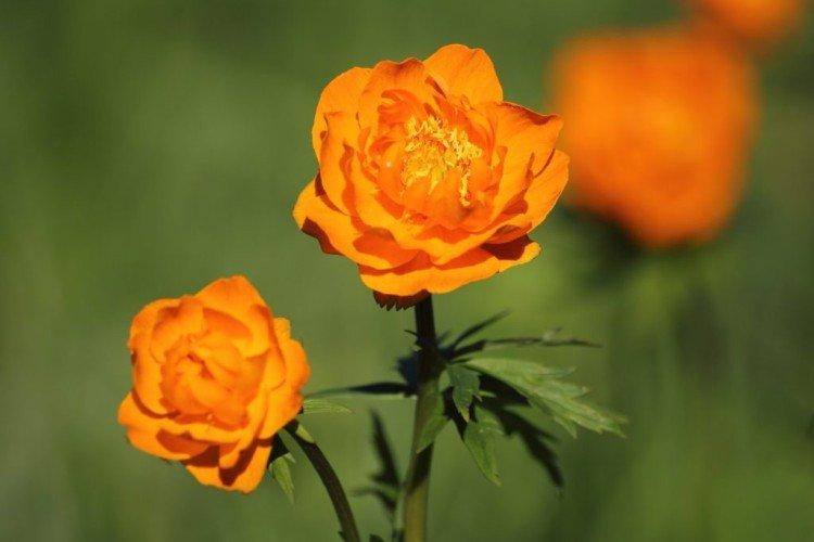 Maillot de bain - photo