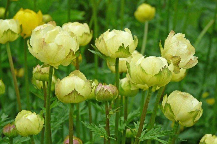 Maillot de bain - photo