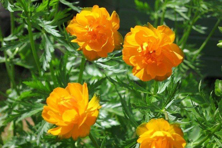 Maillot de bain - photo