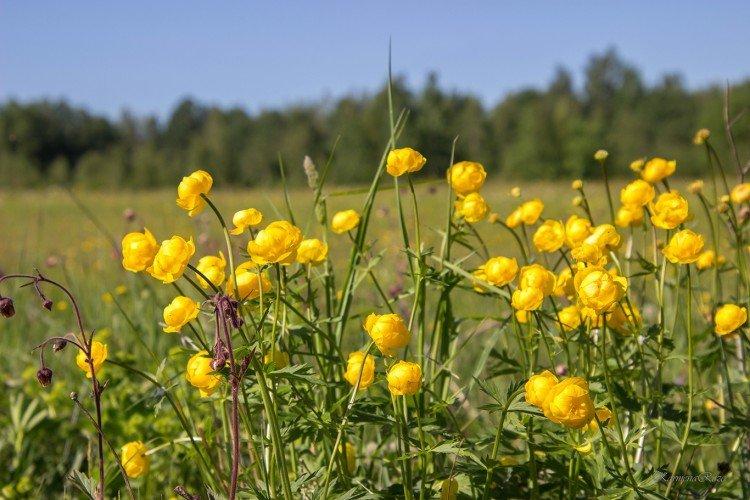 Maillot de bain - photo