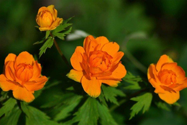 Maillot de bain - photo