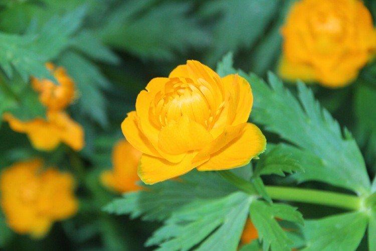 Maillot de bain - photo