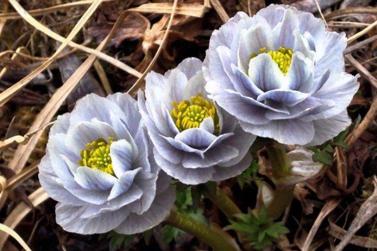 Maillot de bain - photo