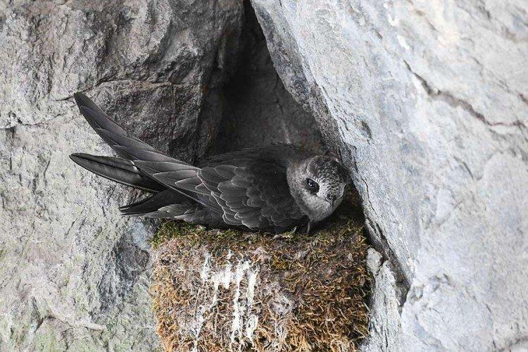 Martinets reproducteurs