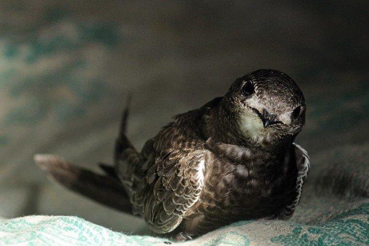 Martinet - photo d'oiseau