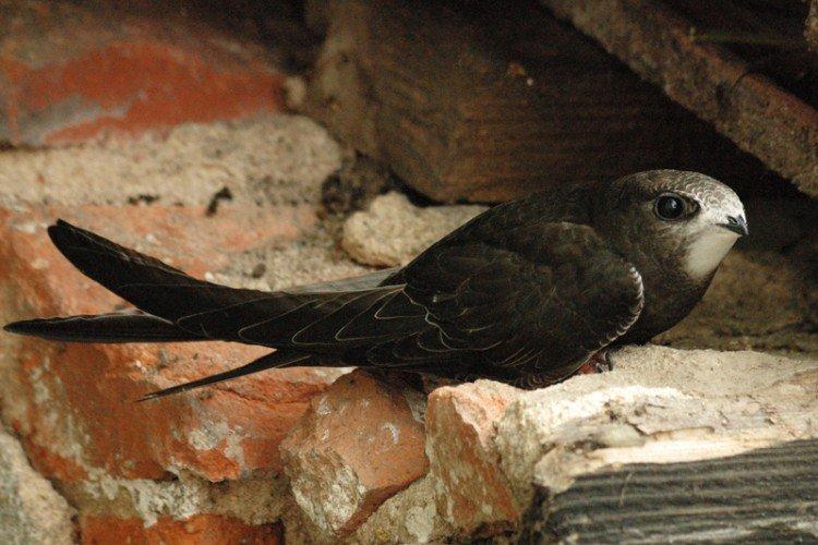 Martinet - photo d'oiseau