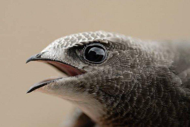 Martinet - photo d'oiseau