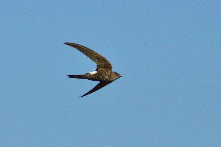 Martinet - photo d'oiseau