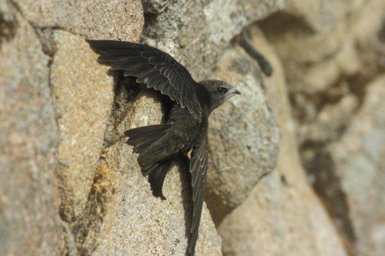 Martinet - photo d'oiseau