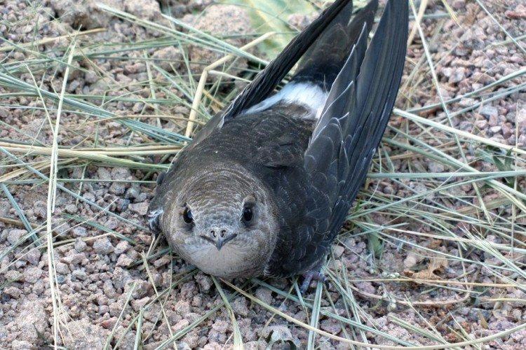 Martinet - photo d'oiseau
