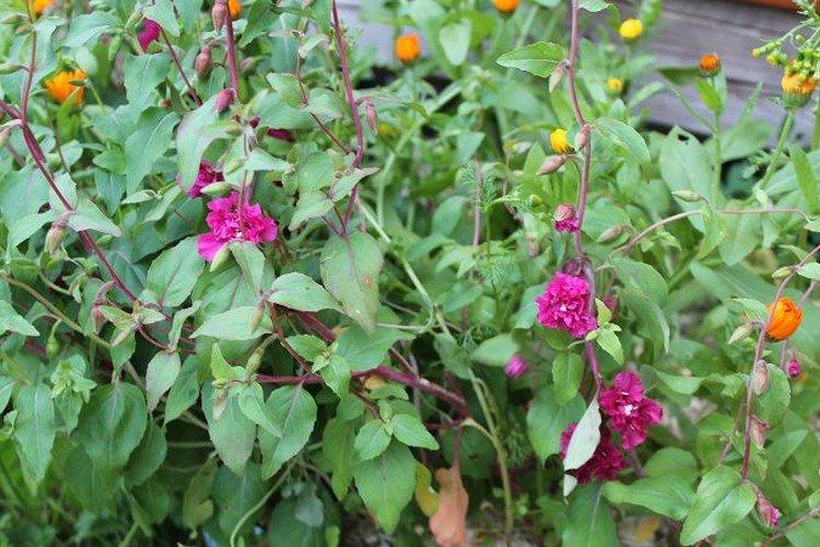 Lutte contre les parasites et les maladies