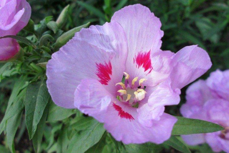 Clarkia - photo