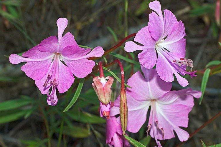 Clarkia Breveri