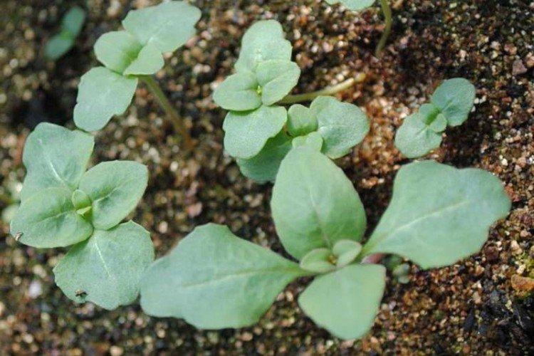 Plantation et sélection de clarkia