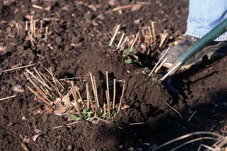 Plantation et reproduction de l'hélénium