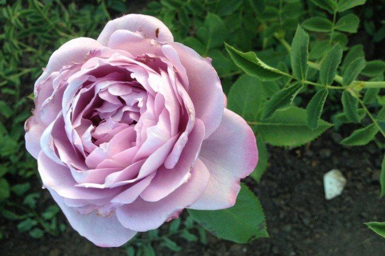 Plantation et multiplication des roses floribunda
