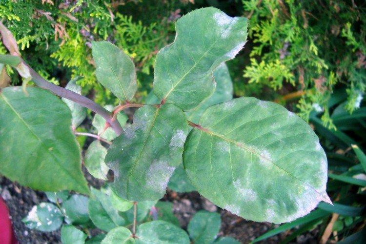 Lutte contre les parasites et les maladies