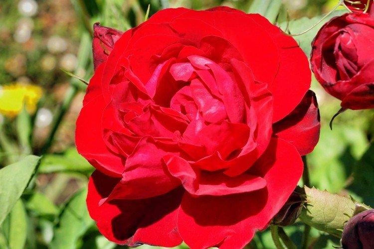 Rosier Floribunda - photo