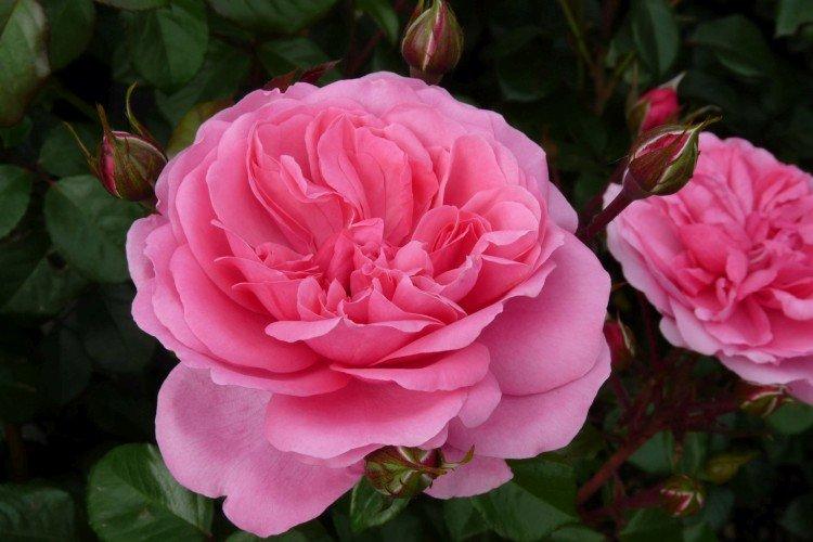 Rosier Floribunda - photo