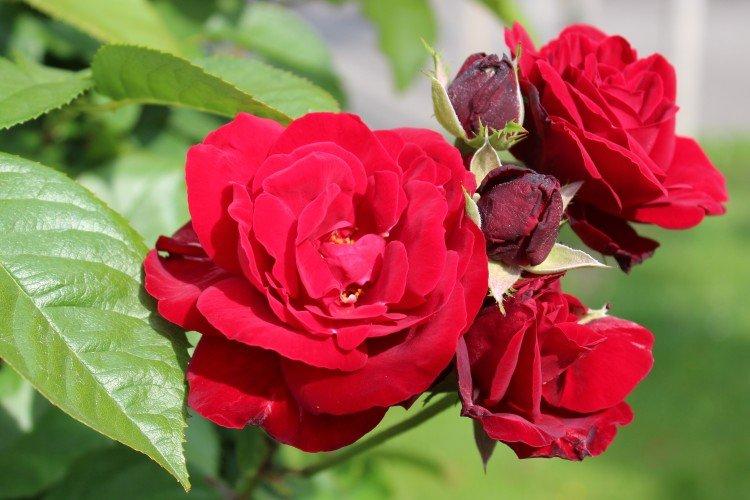 Rosier Floribunda - photo