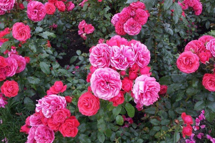 Rosier Floribunda - photo