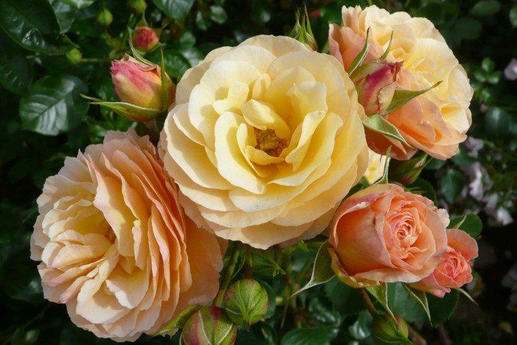 Rosier Floribunda - photo