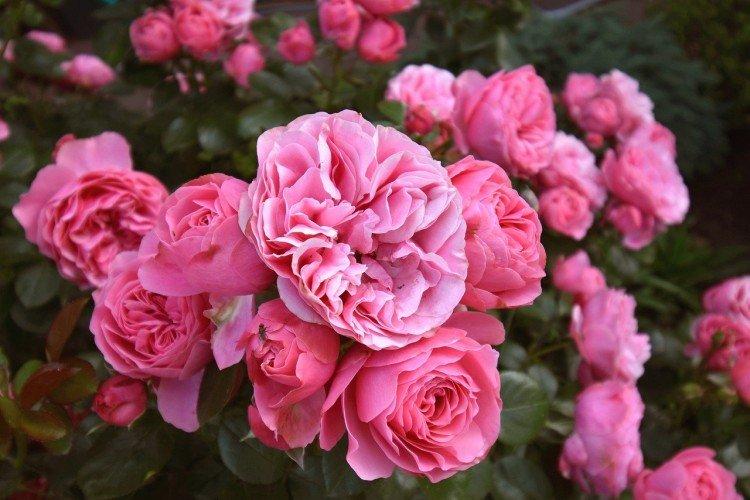 Rosier Floribunda - photo